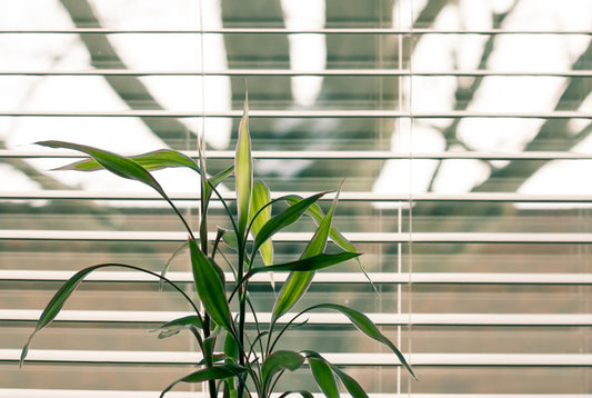 8 Things You Should Buy for Your New Home