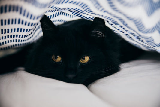 How_To_Keep_Your_Mattress_Safe_When_Moving_OLIVIA_ROCCO_Blog_Post